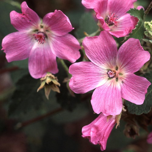 Lavatera Cashmiriana