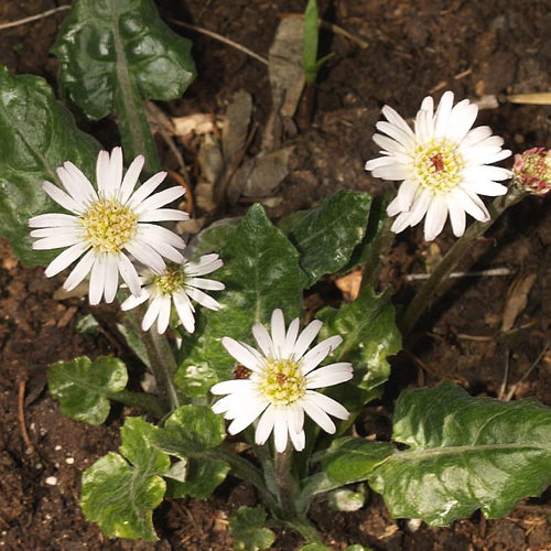 Leibnitzia Anandria