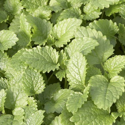 Lemon Balm