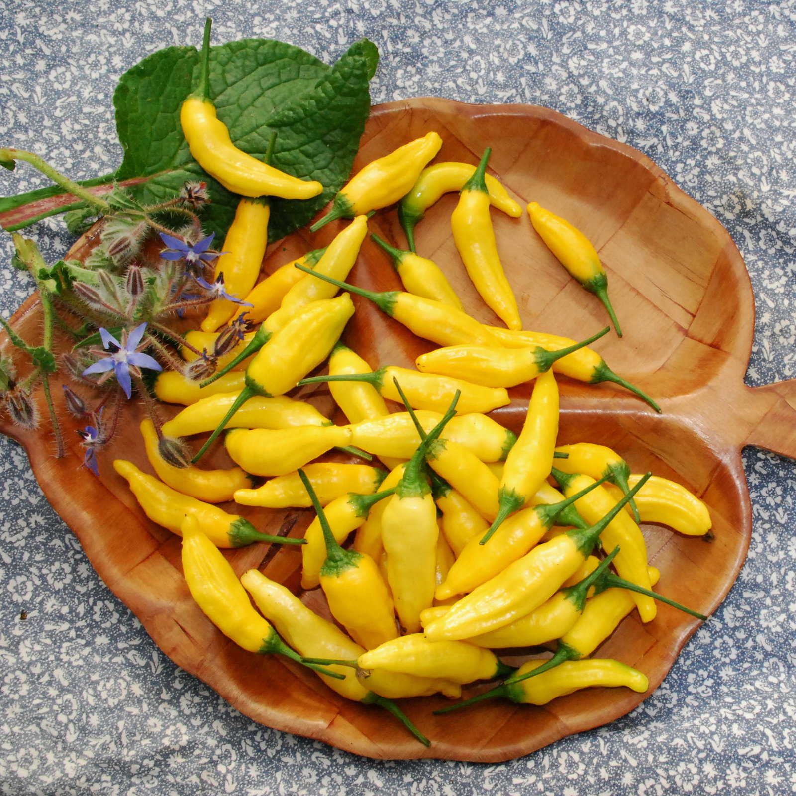 Lemon Drop Pepper1