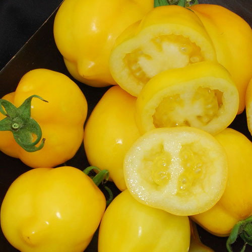 Lemon Tree
