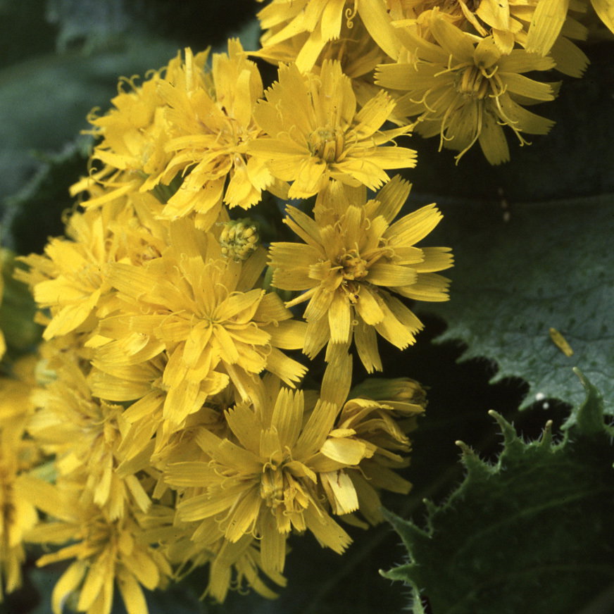 Microseris Ringens1