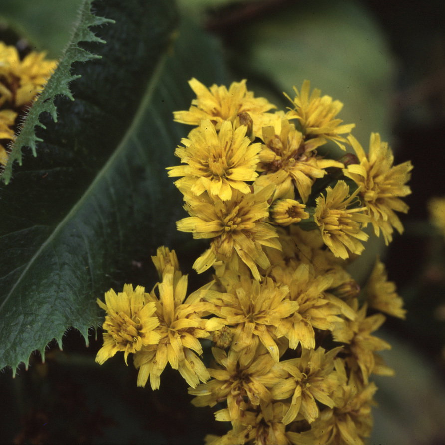 Microseris Ringens Sq1