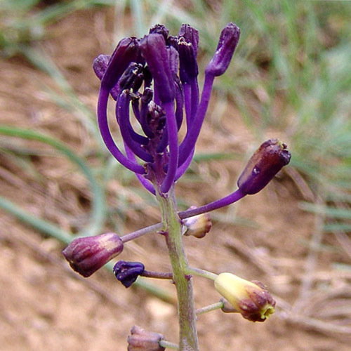 Leopoldia Caucasica