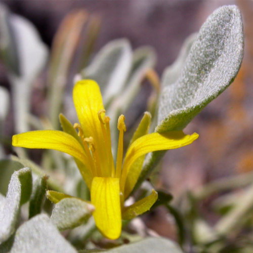 Lesquerella Kingii