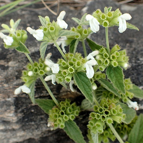 Leucas Lanata