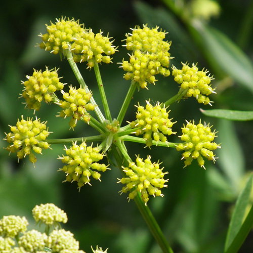 Levisticum Officinale