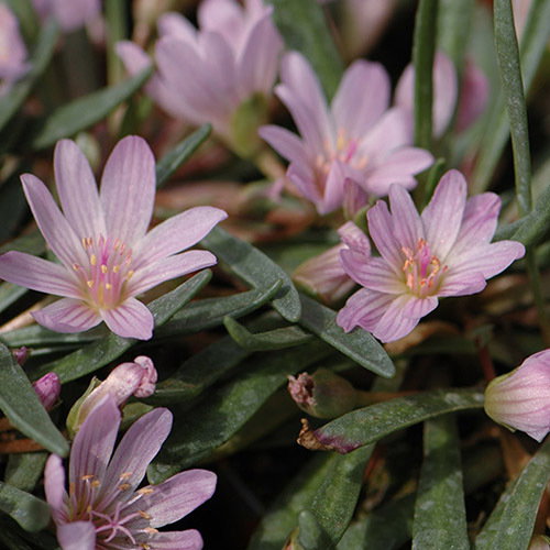 Lewisia Brachycalyx