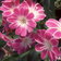 Lewisia Bright Eyes