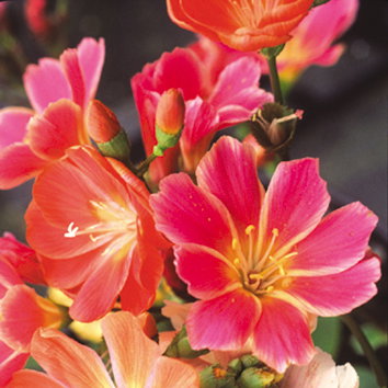 Lewisia Cotyledon Sunset Strain