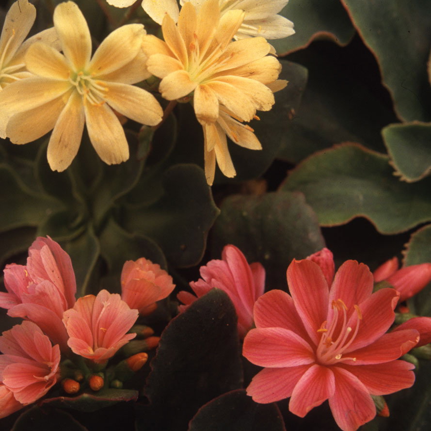 Lewisia Sunset1