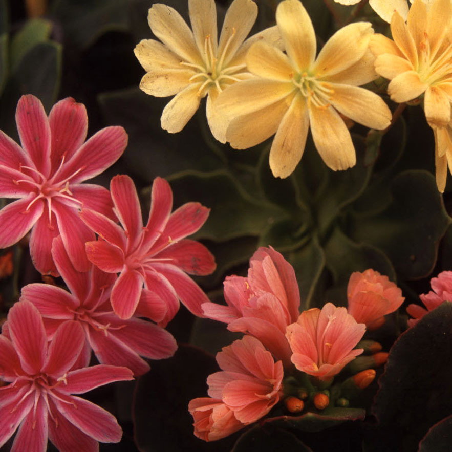 Lewisia Sunset