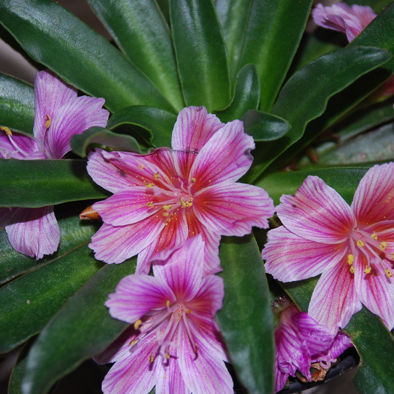 Pw Lewisia Little Plum