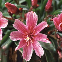 Lewisia Little Plum