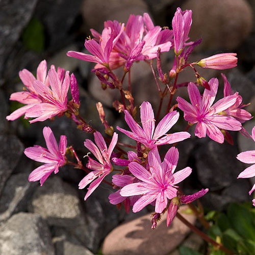 Lewisia Longipetala