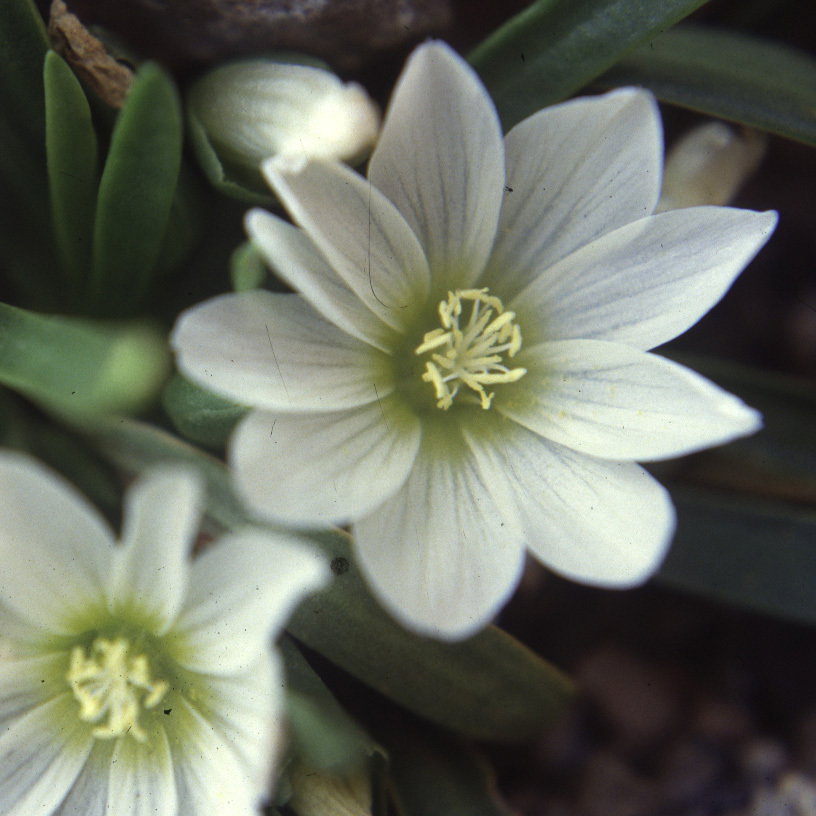 Lewisia Nevadense