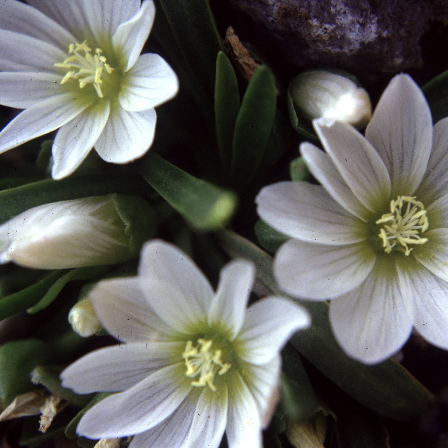 Lewisia Nevadense
