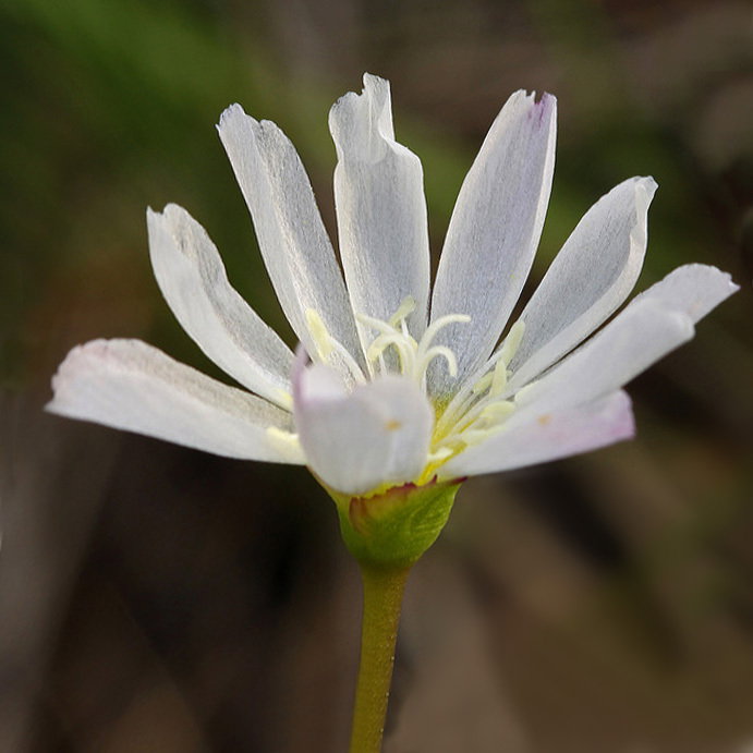 Lewisia Oppositifolia