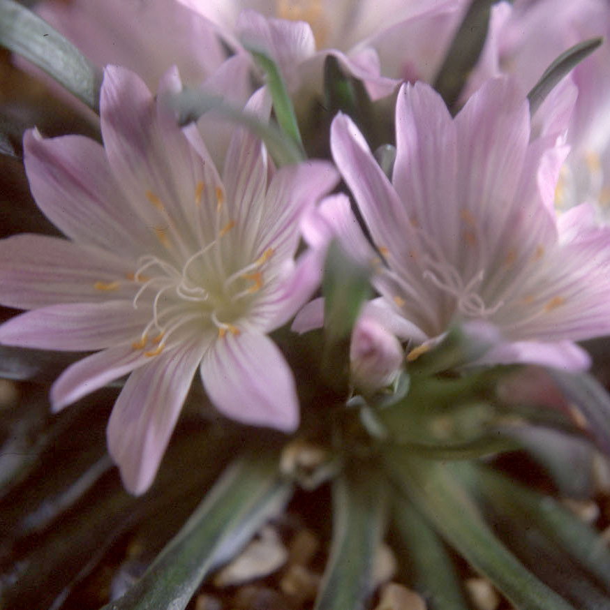 Lewisia Rediviva Pink Form