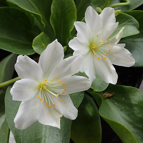 Lewisia Tweedyi Alba