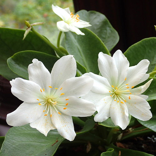 Lewisia Tweedyi Alba