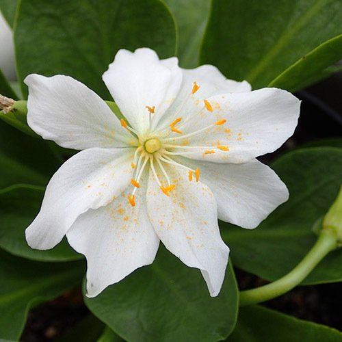 Lewisia Tweedyi Alba
