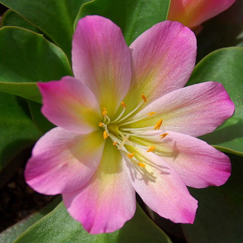 Lewisia Tweedyi Rosea A