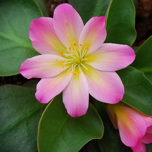 Lewisia Tweedyi Rosea