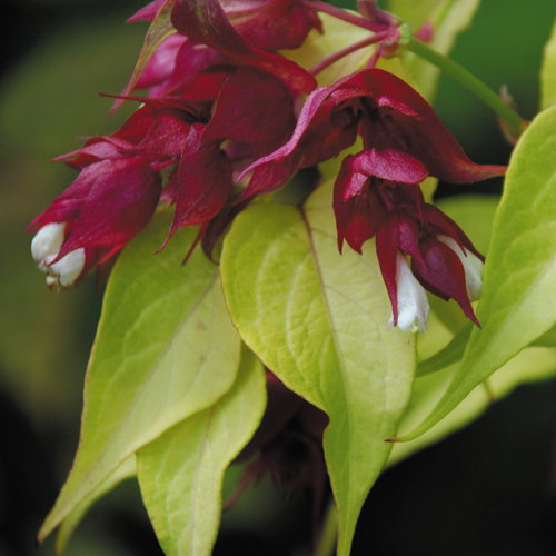 Leycesteria Formosa Aurea Gold Leaf