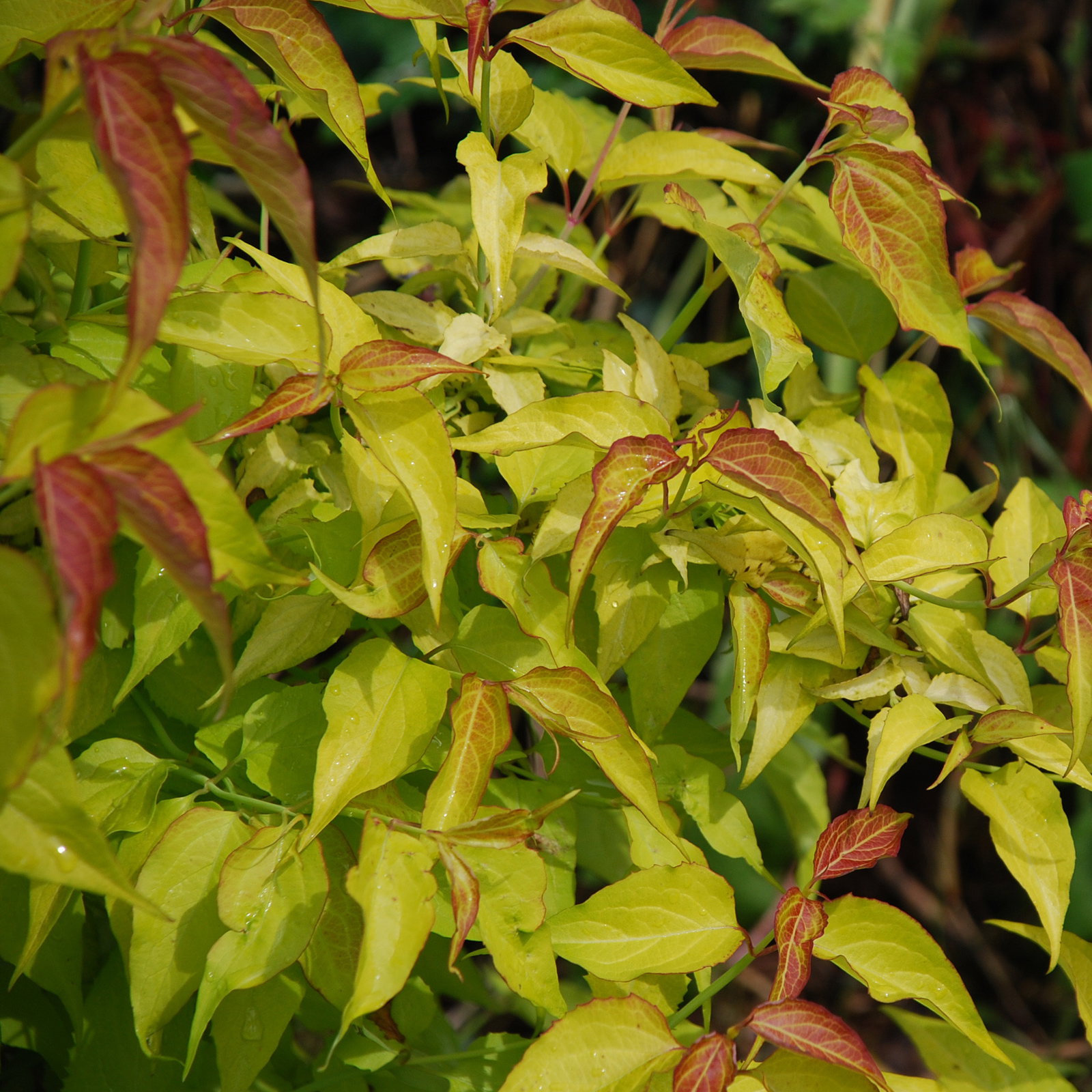 Leycesteria Gold Leaf