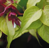 Leycesteria Gold Leaf