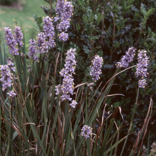 Libertia Caerulescens