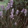 Libertia Caerulescens