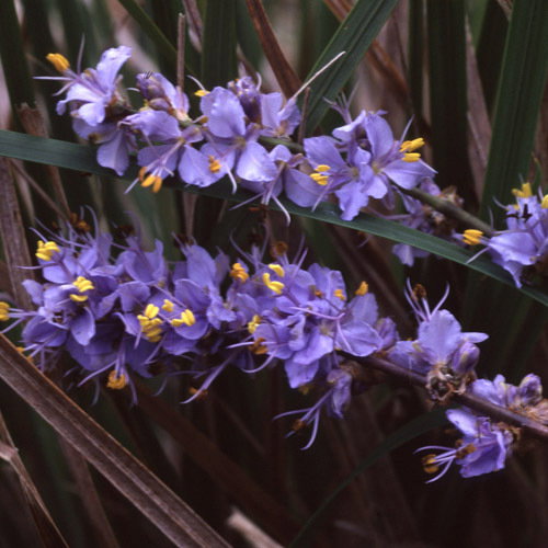 Libertia Caerulescens