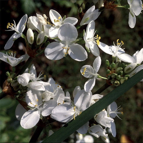 Libertia Grandiflora1