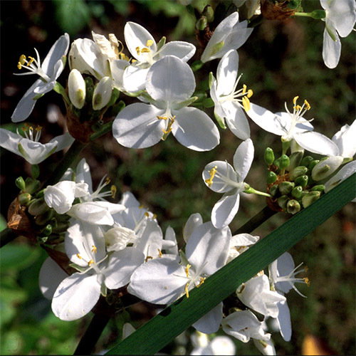 Libertia Grandiflora