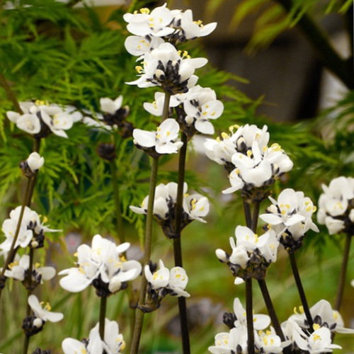 Libertia Formosa