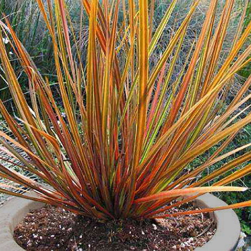 Libertia Sunset Strain