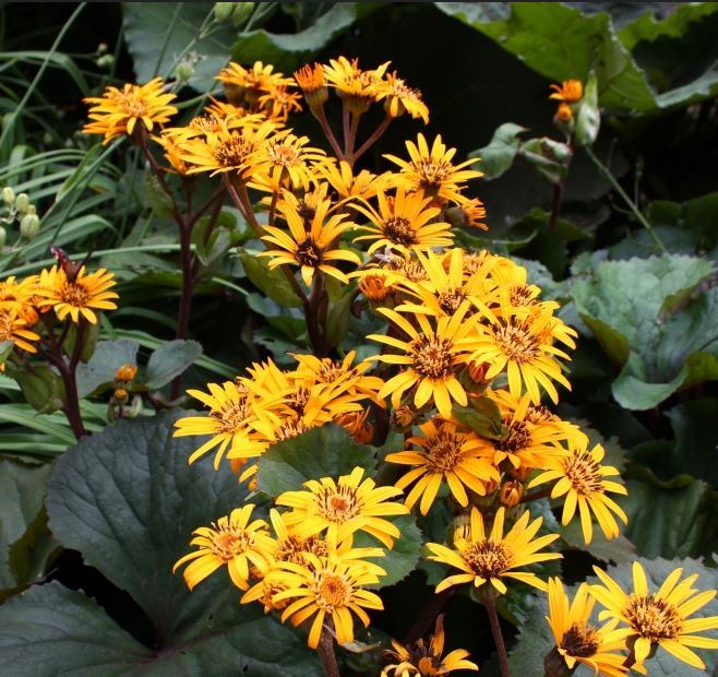 Ligularia Clivorum Desdemona