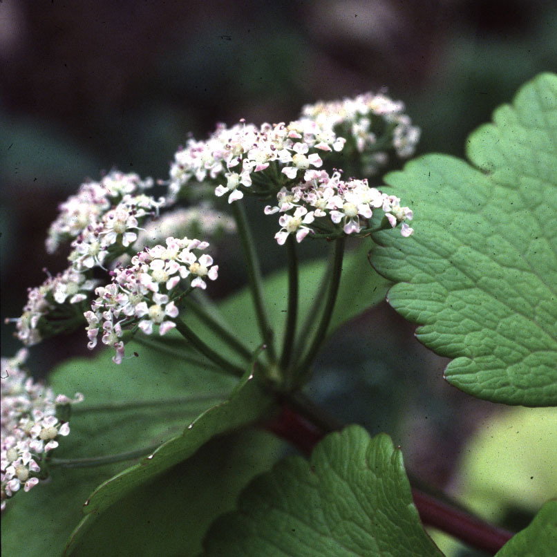 Ligusticum Huteri Syn Lucidum
