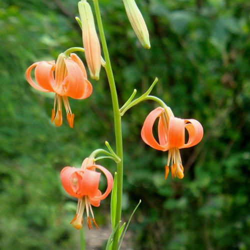 Liliumcallosumjpg