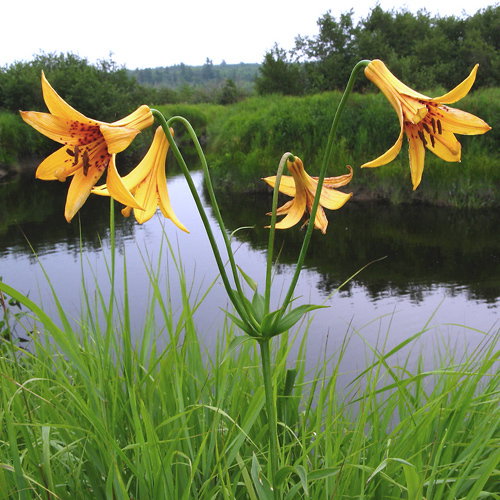 Lilium Canadense