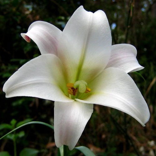 Lilium Formosum