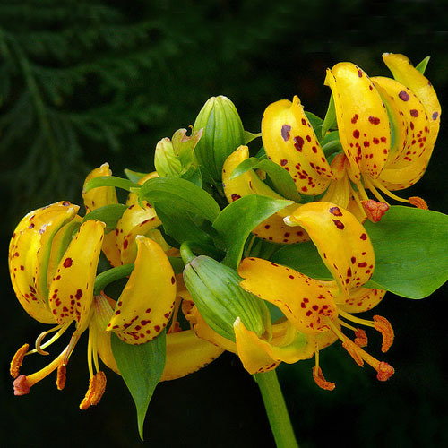 Lilium Hansonii