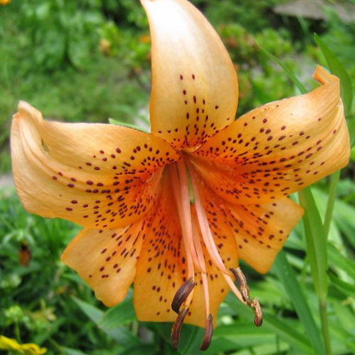 Lilium Henryi