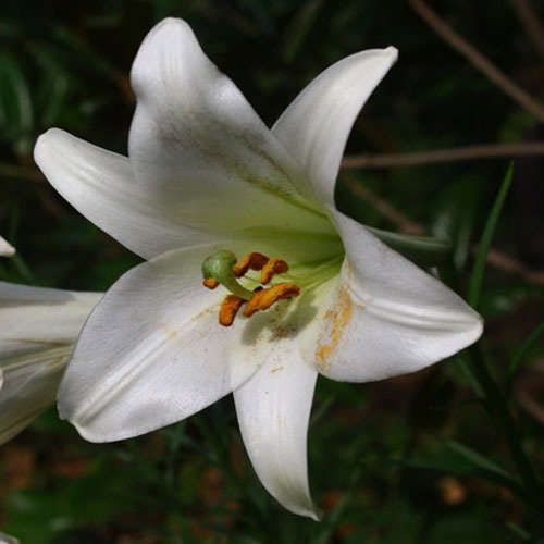 Lilium Leucanthemum Centifolium