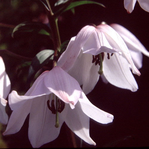Lilium Mackliniae