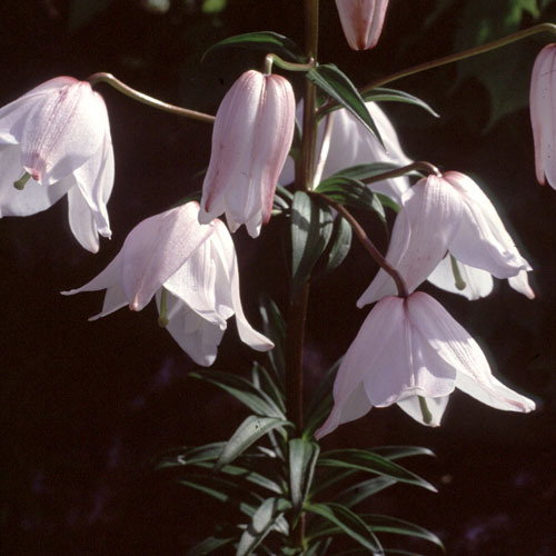 Lilium Mackliniae