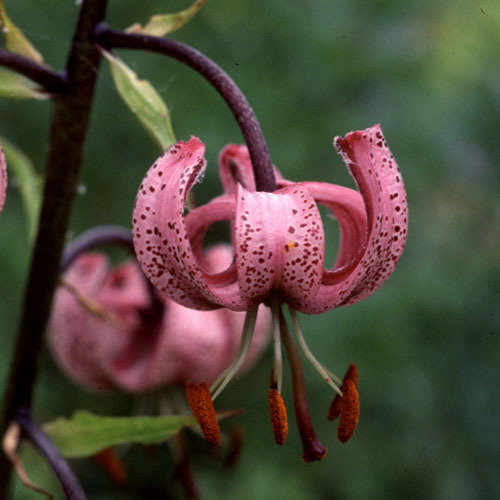 Lilium Martagon Pink