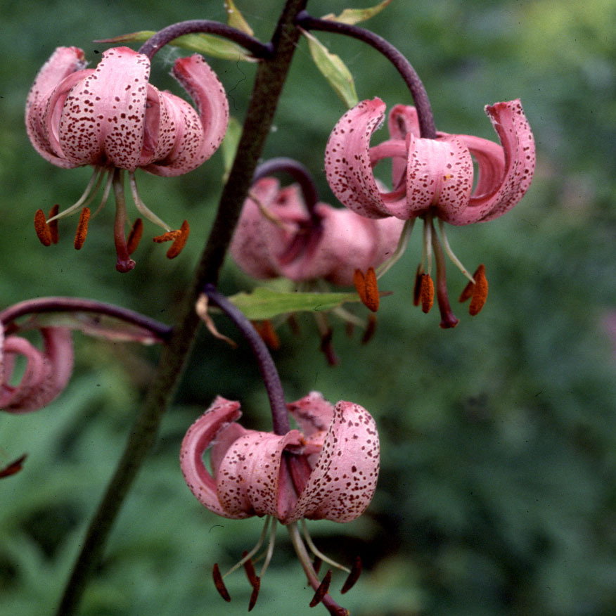 Lilium Martagon Pink